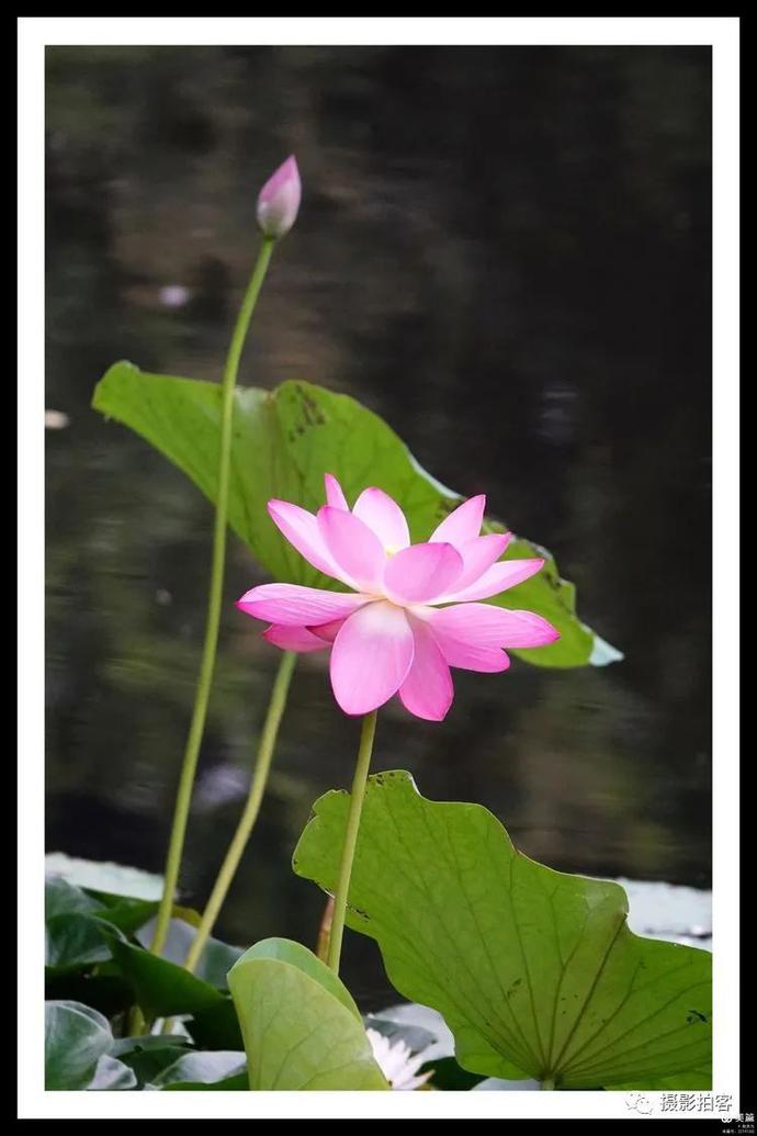 花痴女孩是不是很随便_花痴女是什么意思_花痴女